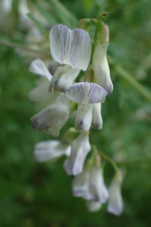 Vicia sylvatica \ Wald-Wicke / Wood Vetch, D Thüringen, Erfurt 19.6.2023