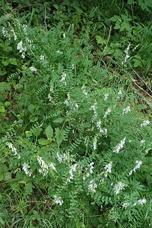 Vicia sylvatica \ Wald-Wicke / Wood Vetch, D Thüringen, Erfurt 19.6.2023