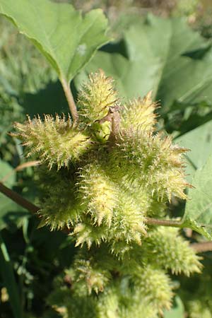 Xanthium albinum \ Ufer-Spitzklette, D Sachsen-Anhalt, Havelberg 18.9.2020