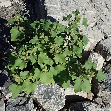 Xanthium saccharatum \ Zucker-Spitzklette / Canada Cocklebur, D Rolandseck 30.8.2026