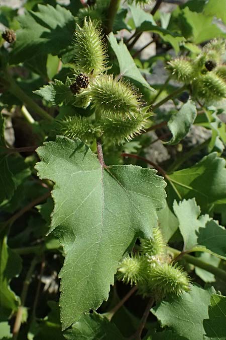 Xanthium saccharatum \ Zucker-Spitzklette / Canada Cocklebur, D Rolandseck 30.8.2026
