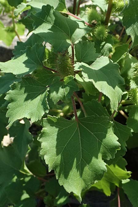 Xanthium saccharatum \ Zucker-Spitzklette / Canada Cocklebur, D Rolandseck 30.8.2026