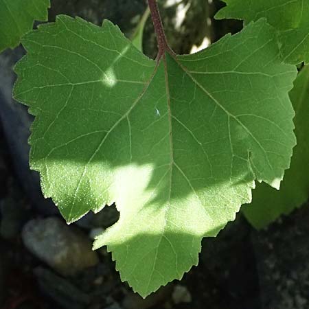 Xanthium saccharatum \ Zucker-Spitzklette / Canada Cocklebur, D Rolandseck 30.8.2026
