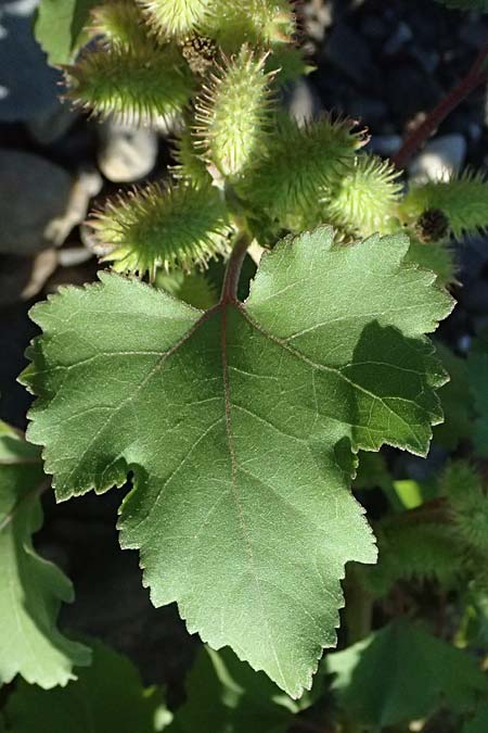 Xanthium saccharatum \ Zucker-Spitzklette / Canada Cocklebur, D Rolandseck 30.8.2026