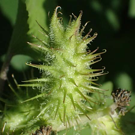 Xanthium saccharatum \ Zucker-Spitzklette / Canada Cocklebur, D Rolandseck 30.8.2026