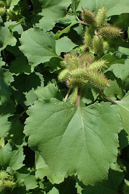 Xanthium saccharatum \ Zucker-Spitzklette / Canada Cocklebur, D Rolandseck 30.8.2026