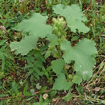 Xanthium saccharatum \ Zucker-Spitzklette / Canada Cocklebur, D K&ouml;ln 30.8.2026