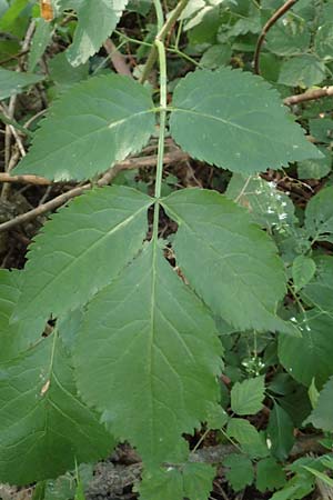 Sambucus nigra \ Schwarzer Holunder / Elder, D Ketsch 22.7.2015