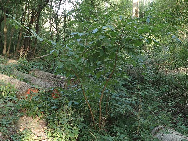 Sambucus nigra \ Schwarzer Holunder / Elder, D Ketsch 22.7.2015