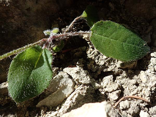 Hieracium murorum \ Wald-Habichtskraut, Mauer-Habichtskraut / Wall Hawkweed, D Schwenningen (Schwäb. Alb) 26.7.2015