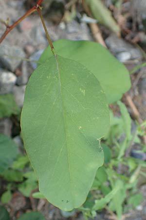 Robinia pseudoacacia \ Robinie / False Acacia, D Mannheim,  Friesenheimer Insel 9.9.2015