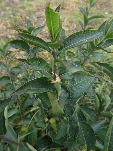 Euonymus europaeus \ Gewhnliches Pfaffenhtchen / Spindle, D Mannheim 7.11.2015