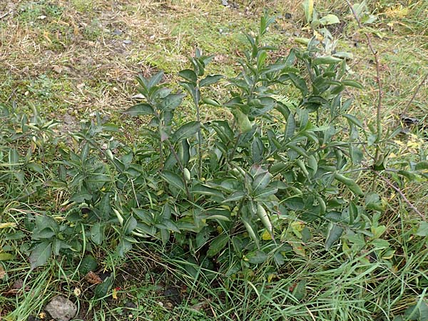 Euonymus europaeus \ Gewhnliches Pfaffenhtchen / Spindle, D Mannheim 7.11.2015