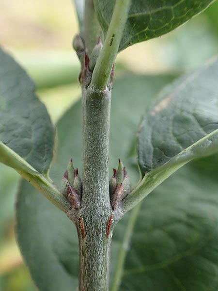 Euonymus europaeus \ Gewhnliches Pfaffenhtchen / Spindle, D Mannheim 7.11.2015