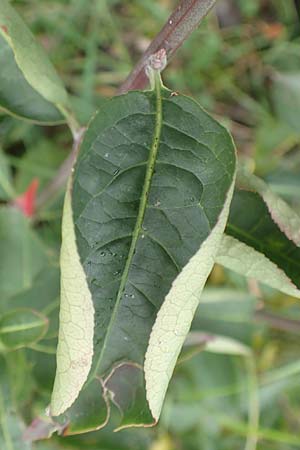 Euonymus europaeus \ Gewhnliches Pfaffenhtchen / Spindle, D Mannheim 7.11.2015