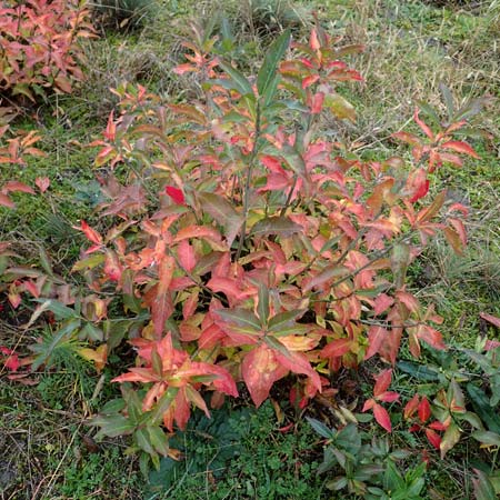 Euonymus europaeus \ Gewhnliches Pfaffenhtchen / Spindle, D Mannheim 7.11.2015
