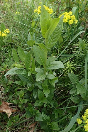 Euonymus europaeus \ Gewhnliches Pfaffenhtchen / Spindle, D Mannheim 18.4.2016