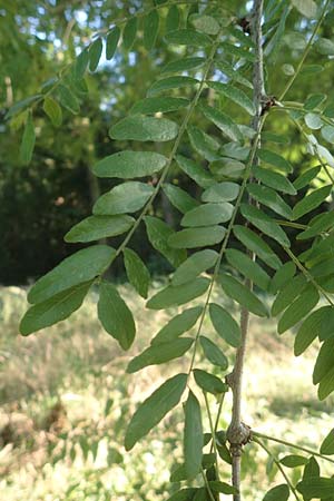 Gleditsia triacanthos \ Amerikanische Gleditschie, Lederhlsenbaum / Honey Locust, D Mannheim 14.9.2016