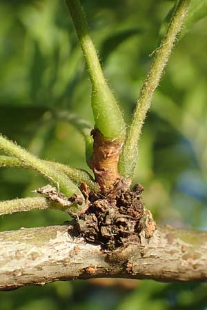 Gleditsia triacanthos \ Amerikanische Gleditschie, Lederhlsenbaum / Honey Locust, D Mannheim 14.9.2016