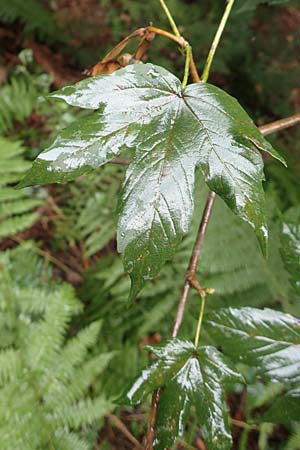 Liquidambar styraciflua \ Amber-Baum / Sweet Gum Tree, D Odenwald, Ursenbach 9.10.2016