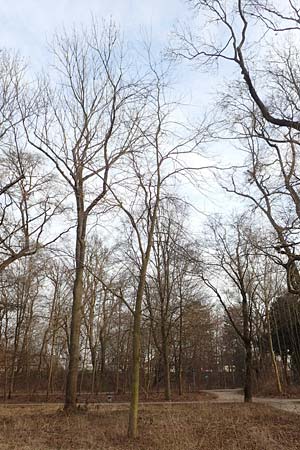 Gleditsia triacanthos \ Amerikanische Gleditschie, Lederhlsenbaum / Honey Locust, D Mannheim 29.1.2017