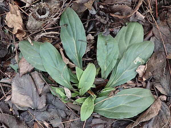 Silene latifolia subsp. alba \ Weie Lichtnelke / White Campion, D Mannheim 4.1.2019