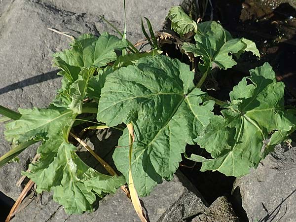 Heracleum mantegazzianum \ Riesen-Brenklau, Herkulesstaude / Giant Hogweed, D Bochum 9.9.2020