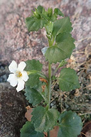 Chaenostoma cordatum \ Schneeflockenblume, Bacopa / Bacopa, D Sachsen-Anhalt, Havelberg 18.9.2020