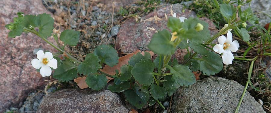 Chaenostoma cordatum \ Schneeflockenblume, Bacopa / Bacopa, D Sachsen-Anhalt, Havelberg 18.9.2020