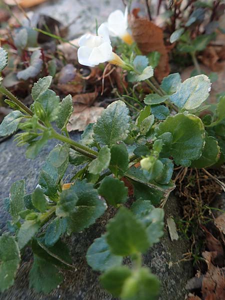 Chaenostoma cordatum \ Schneeflockenblume, Bacopa / Bacopa, D Sachsen-Anhalt, Havelberg 18.9.2020