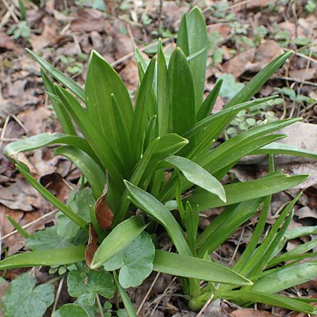 Hyacinthoides hispanica x non-scripta \ Hybrid-Hasenglckchen / Bluebell Hybrid, D Ludwigshafen 18.3.2021