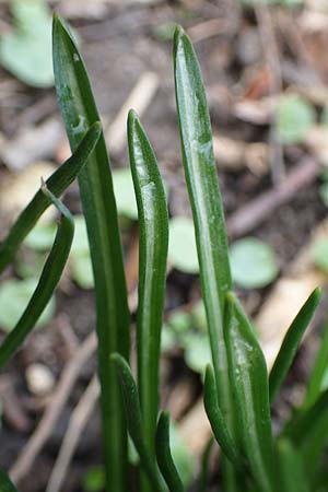 Ornithogalum angustifolium \ Schmalblttriger Milchstern / Narrow-Leaved Star of Bethlehem, D Ludwigshafen 18.3.2021