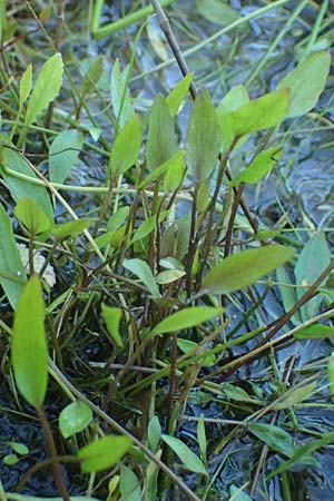 Ranunculus flammula \ Brennender Hahnenfu / Lesser Spearwort, D Kehl 24.9.2021