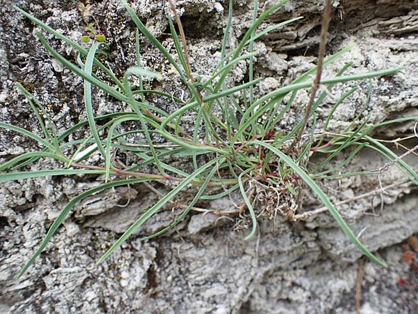 Gypsophila fastigiata \ Bschel-Gipskraut / Gypsophila, D Thüringen, Bad Frankenhausen 8.6.2022