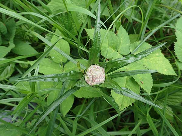 Achillea ptarmica agg. \ Sumpf-Schafgarbe / Sneezewort, D Thüringen, Erfurt 13.6.2022