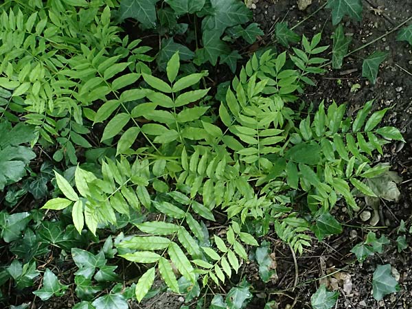 Pterocarya fraxinifolia \ Kaukasische Flgelnuss / Caucasian Wingnut, D Mannheim 5.8.2023