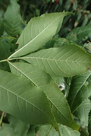 Fraxinus excelsior \ Gewhnliche Esche / Ash, D Ludwigshafen 20.9.2023