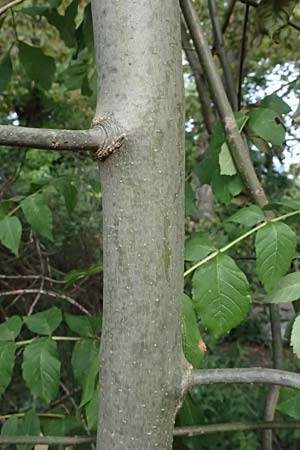 Fraxinus excelsior \ Gewhnliche Esche / Ash, D Ludwigshafen 20.9.2023