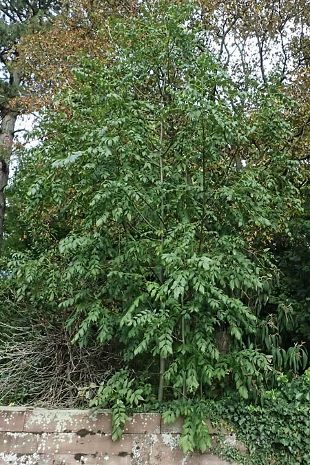 Fraxinus excelsior \ Gewhnliche Esche / Ash, D Ludwigshafen 20.9.2023