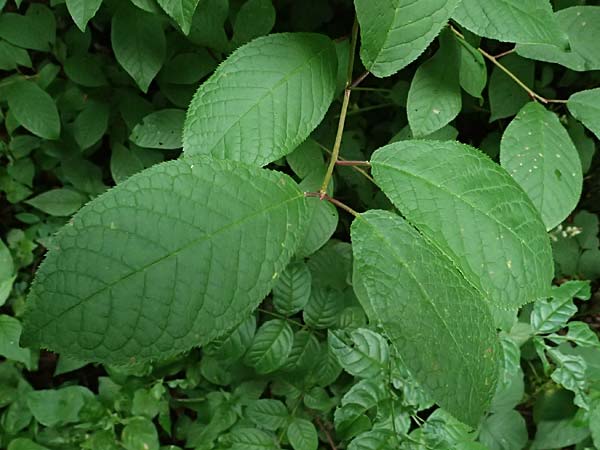 Prunus padus subsp. padus \ Traubenkirsche / Bird Cherry, D Kraichgau, Epfenbach 3.6.2025