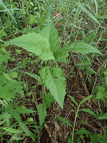 Unknown_plant spec4 ? \ Unbekannte Pflanze / Unknown Plant, D Gernsbach 17.5.2026