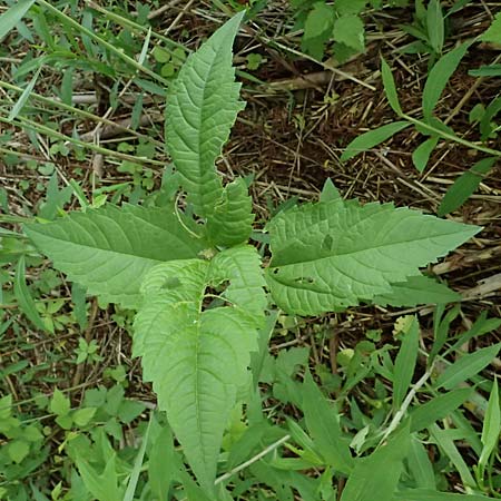 Unknown_plant spec4 ? \ Unbekannte Pflanze / Unknown Plant, D Gernsbach 17.5.2026