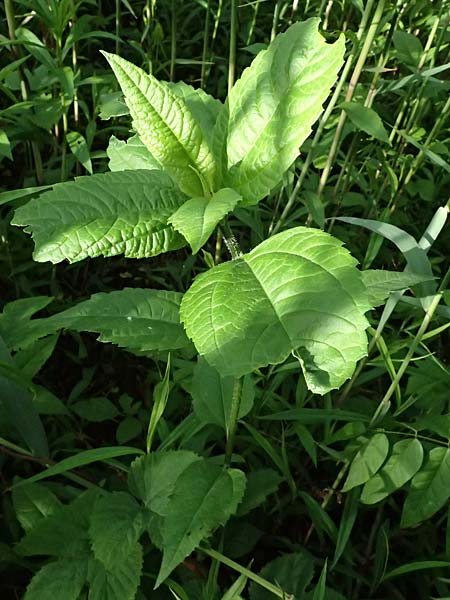 Unknown_plant spec4 ? \ Unbekannte Pflanze / Unknown Plant, D Gernsbach 17.5.2026