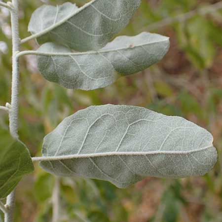 Elaeagnus latifolia \ Groblttrige lweide / Bastard Oleaster, D Mannheim 7.11.2015