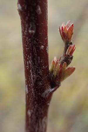 Euonymus europaeus \ Gewhnliches Pfaffenhtchen / Spindle, D Mannheim 5.3.2016
