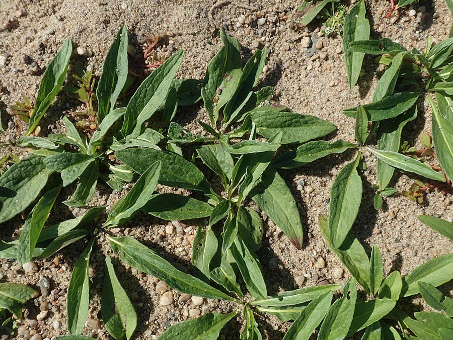 Centaurea nigra ? \ Schwarze Flockenblume / Common Knapweed, Lesser Knapweed, D Sachsen-Anhalt, Havelberg 18.9.2020