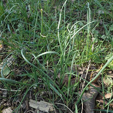 Allium oleraceum, Ross-Lauch