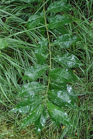 Prunus serotina \ Spte Traubenkirsche / Rum Drupes, D Borken 2.8.2023