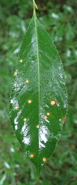 Prunus serotina \ Spte Traubenkirsche / Rum Drupes, D Borken 2.8.2023