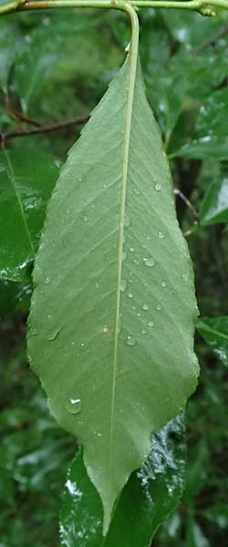 Prunus serotina \ Spte Traubenkirsche / Rum Drupes, D Borken 2.8.2023